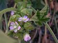 Small Mallow